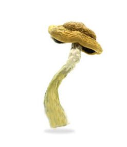Amazonian Magic Mushrooms