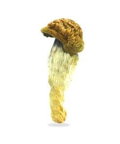 B+ Mushrooms