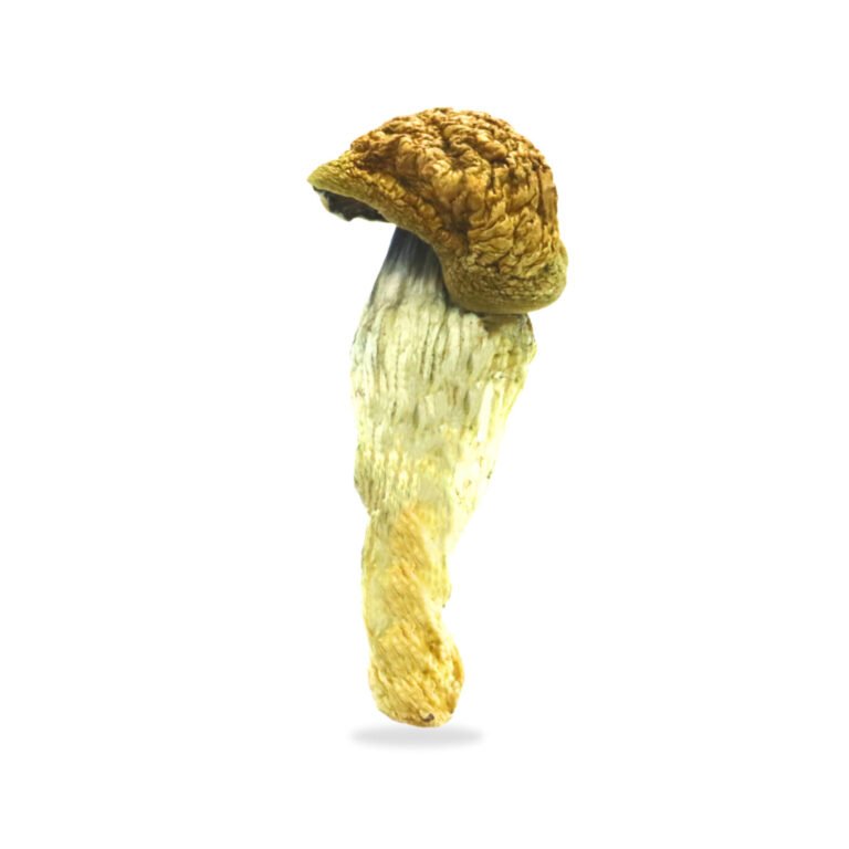 B-Magic-Mushrooms-1-1-1536x1536-1-2-e1740217274919-768x768 B+ Mushrooms