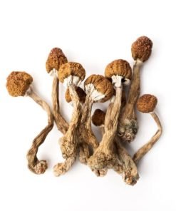 Dried magic mushrooms